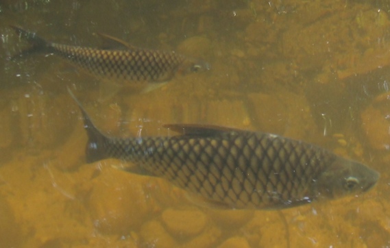 Ikan kelah,kerai,ketutu