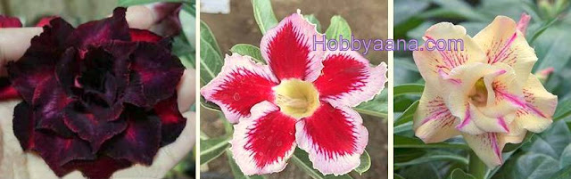 adenium desert rose flower plant