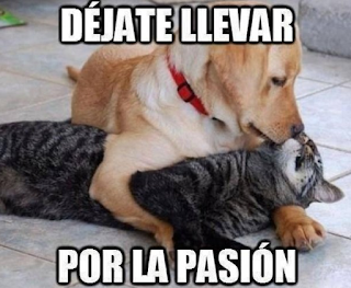 Déjate llevar por la pasión