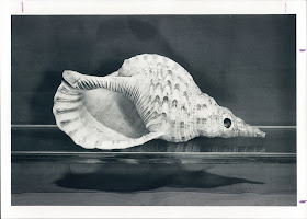 A black and white photograph of a conch shell.