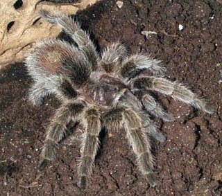 tarantula chilean rose fire red haires grammostola rosea spider poisonous animal pets wallpaper