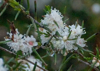 White Myrtle (Hypocalymma angustifolium)