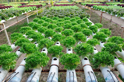 iContoh Tanaman Hidroponiki dan Cara Menanamnya Kebun Sayuran