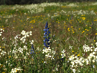 Rabanillos (Raphanus raphanistrum) y altramuz azul (Lupinus angustifolius)