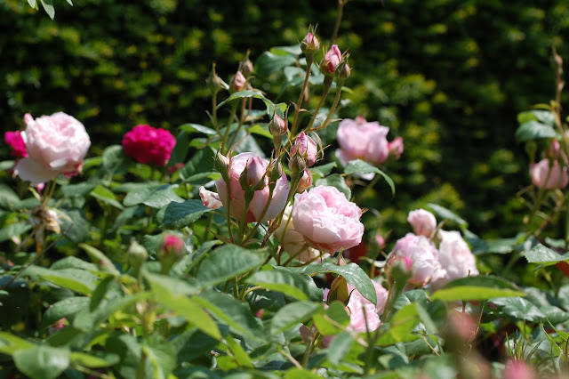 Romantische rozentuin roze en donkere rozen.