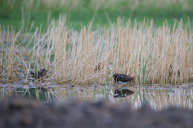 Greater Painted Snipe (भेंडलावा) - Rostratula benghalensis