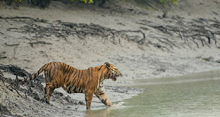 sundarban houseboat package rates 