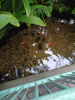 Looking down, past a railing, into a koi pond with several koi visible