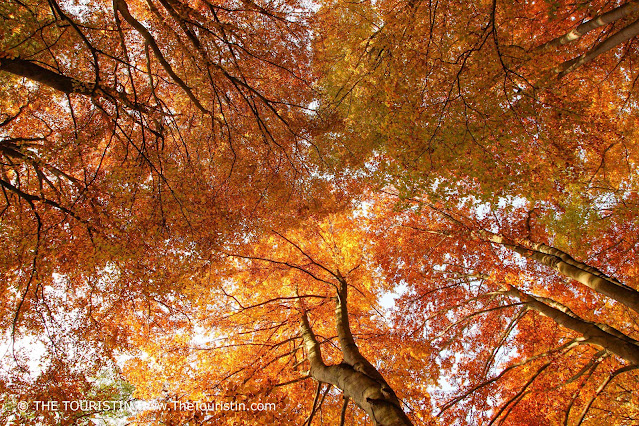 Treetop canopy in autumn colours.