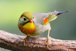 Download Suara Burung Robin Gacor Full Isian Untuk Masteran Download Suara Burung Robin Gacor Full Isian Untuk Masteran