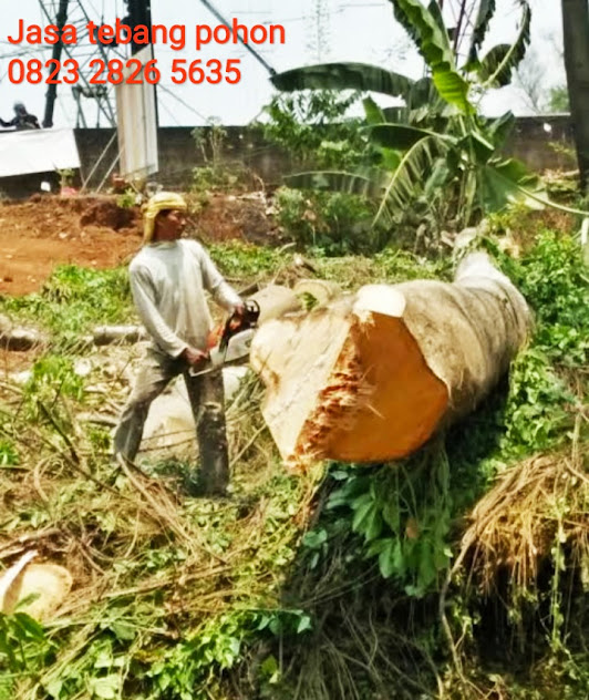 jasa-tebang-pohon-tercepat-gresik