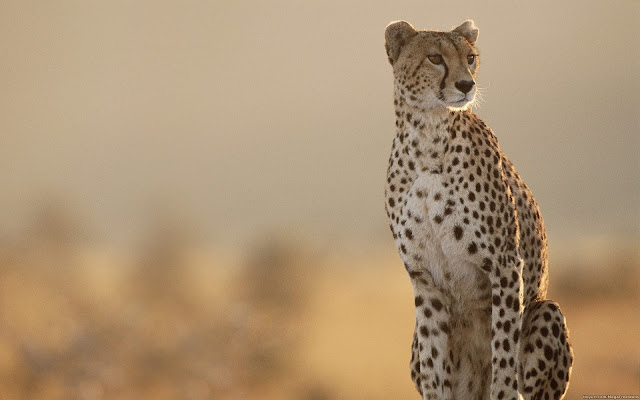 Cheetah Images