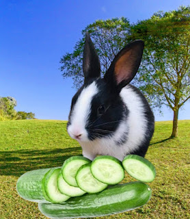 Can rabbits eat cucumbers, can rabbits eat cucumber, can rabbits have cucumbers, can rabbits have cucumber