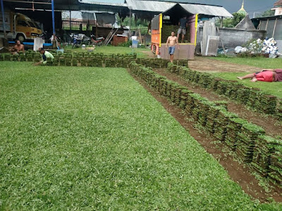 5 Kekurangan Rumput Gajah Mini