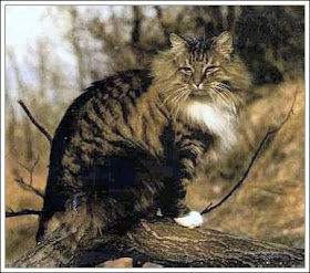 norwegian forest cat breed kitten gato picture pets