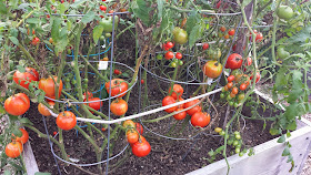tomatoes at one of the Community Garden plots