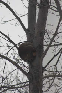 Downsview Park Raccoon Sleeps In Tree.