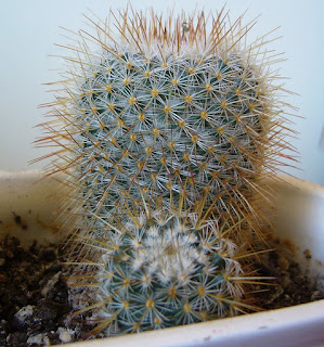 foto del cactus mammillaria geminispina