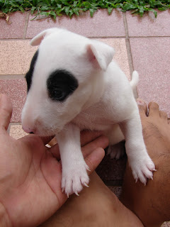 Bull Terrier Diary : ทายนิสัยเจ้าของสุนัข จากการตั้งชื่อ สุนัข