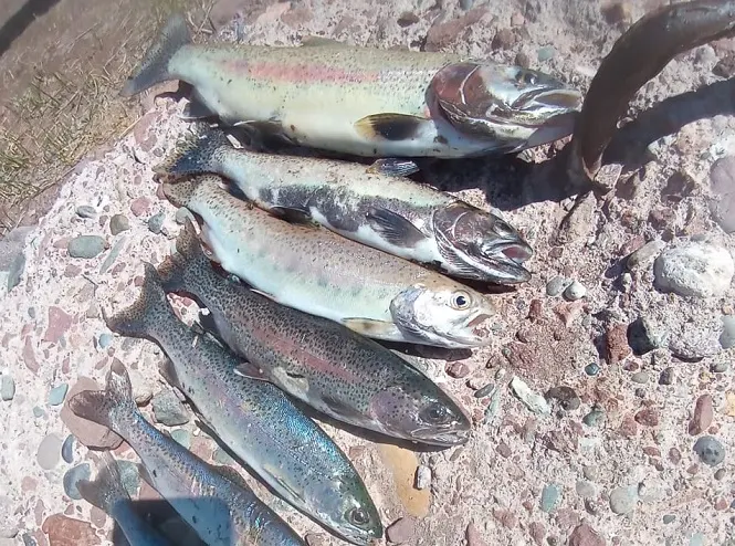 Hallan peces muertos en El Tigre