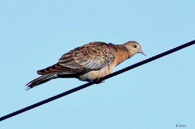 "Oriental Turtle-Dove - Streptopelia orientalis, uncommon perched on a wire Mount Abu."