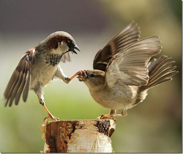 As melhores fotos de animais de 2010 (18)