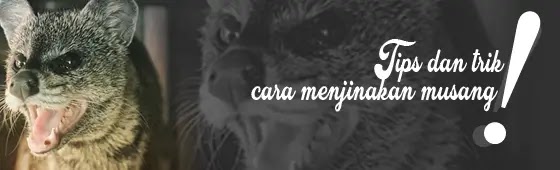 Cara Menjinakan Musang