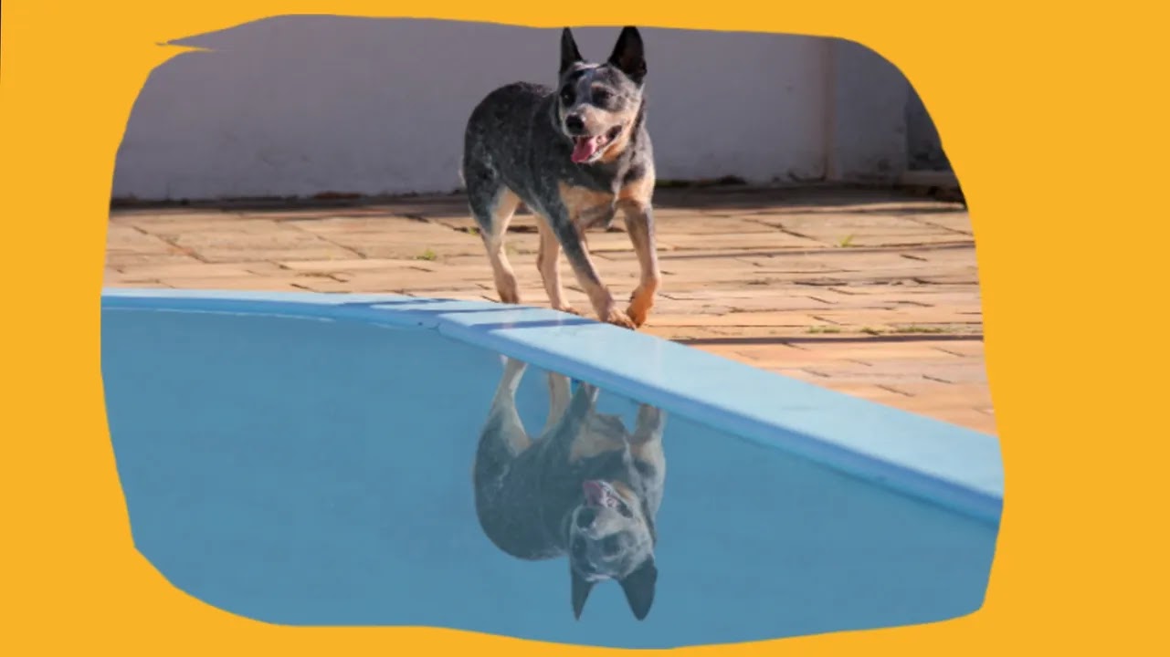 why dog  fear from pool b