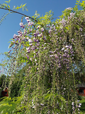 Wisteria