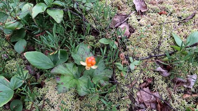 manfaat buah cloudberry untuk tubuh