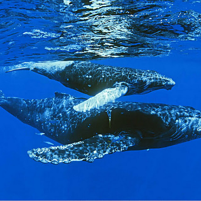 foto ikan paus