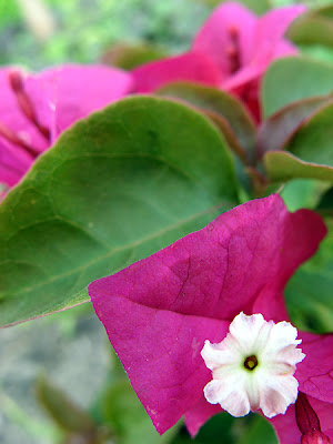 nematanthus gregarius goldfish plant. gregarius goldfish plant.