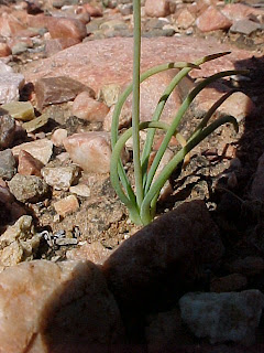 Ornithogalum rupestre