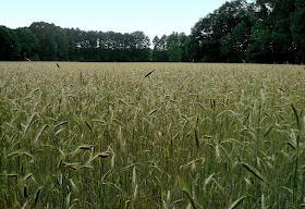 ¿Cómo reconocer los campos de cereales? (Desde lejos): Centeno