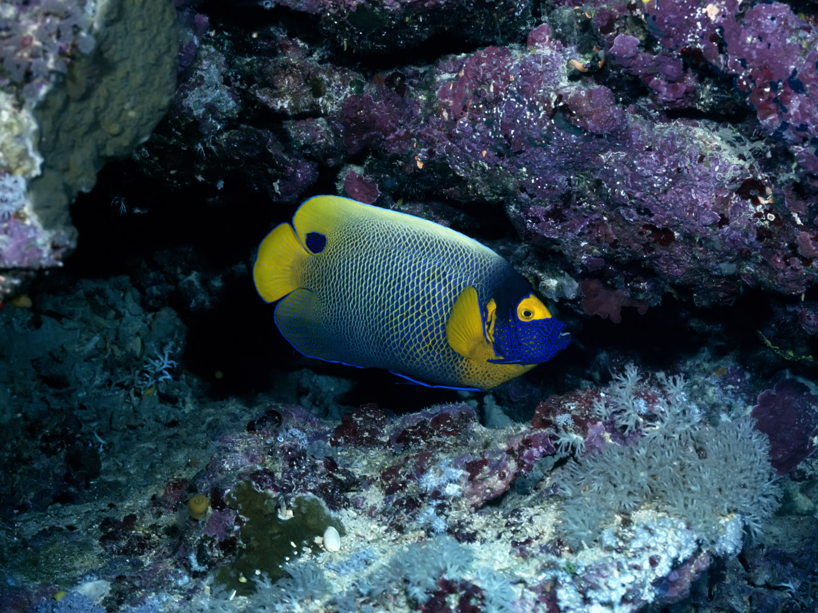 Underwater Fish Desktop Wallpaper