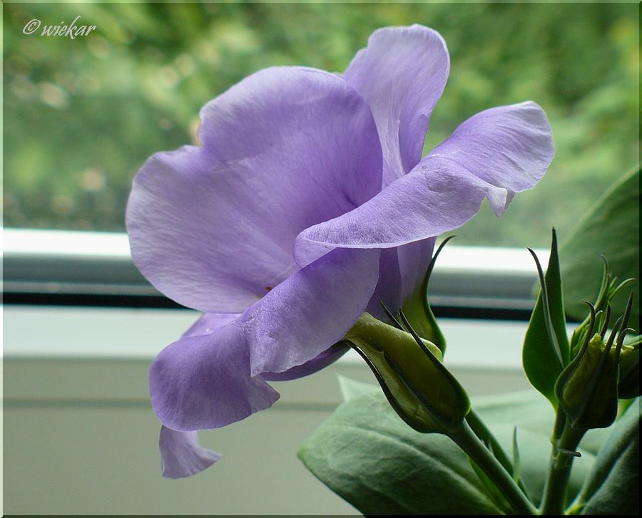 Shuffle!: Eustoma - Picture Gallery