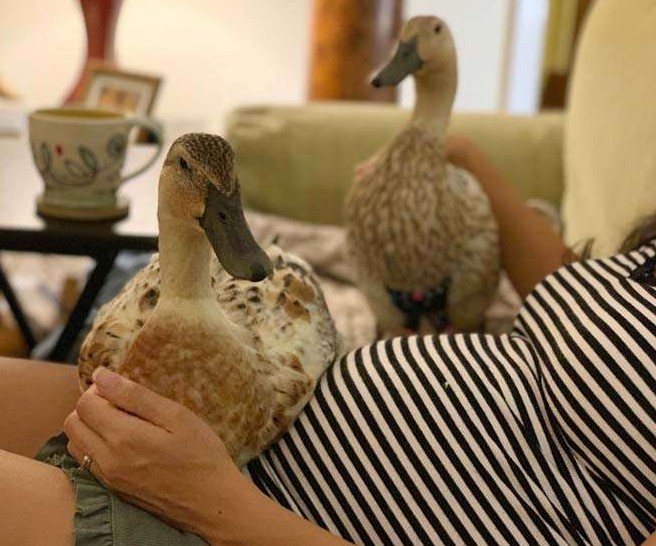 A Duck For a Pet, in the House, Wears Diapers - Yes!