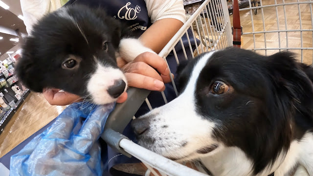 保護犬 ボーダーコリー トーマ