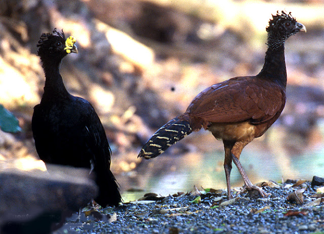 Aves de El Salvador