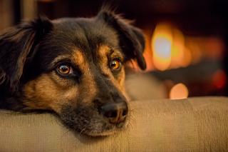 cães idosos e sua recuperação