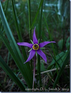 2009-05-21 #0069 - Shooting Star on Mt Jumbo