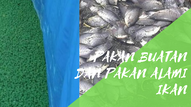 Pakan Buatan dan Pakan Alami Budidaya Ikan