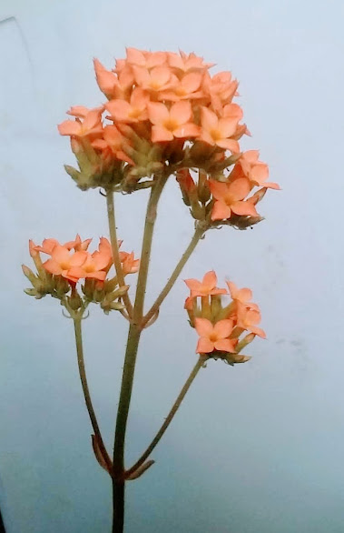 Planta perene, suculenta, de uso ornamental e medicinal. Aprecia o sol pleno, pouca água e solo bem drenável. Floresce no Inverno