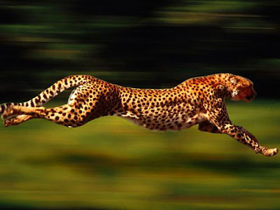 CHEETAH