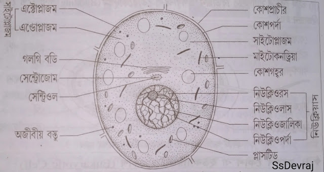 Cell division