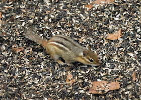 Eastern Chipmunk - Hartwick Pines, Michigan, USA