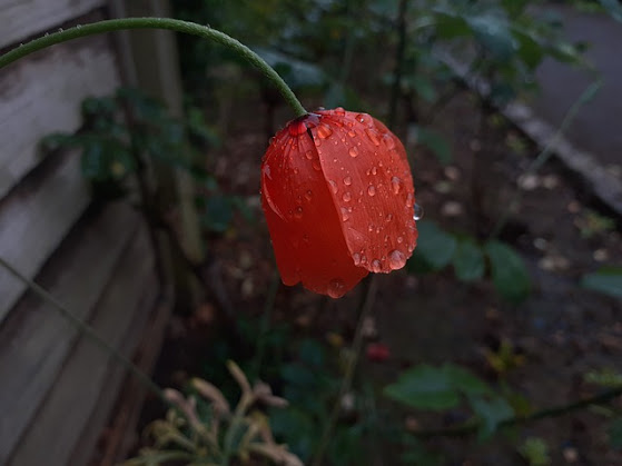 Red-poppy-raindrops-dew-drops