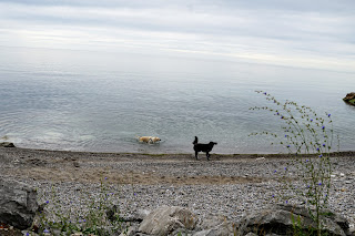 Dogs on beach along Lake Ontario below Scarborough Heights Park