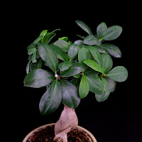 ficus retusa