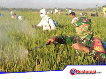 Meskipun Menjalankan Ibada Puasa Babinsa Kodim 1304/Gorontalo Tetap Semangat Membantu Para Petani 